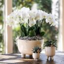 Kolibri Orchids Rote Phalaenopsis Orchidee Congo + Gummitopf Travertin Topfgröße 9cm 40cm hoch blühende Zimmerpflanze