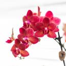Kolibri Orchids - Orchidée Phalaenopsis rouge - Congo + pot en caoutchouc travertin - taille de pot 9cm - hauteur 40cm - plante dintérieur fleurie