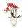 Kolibri Orchids Rote Phalaenopsis Orchidee Congo + Gummitopf Travertin Topfgröße 9cm 40cm hoch blühende Zimmerpflanze