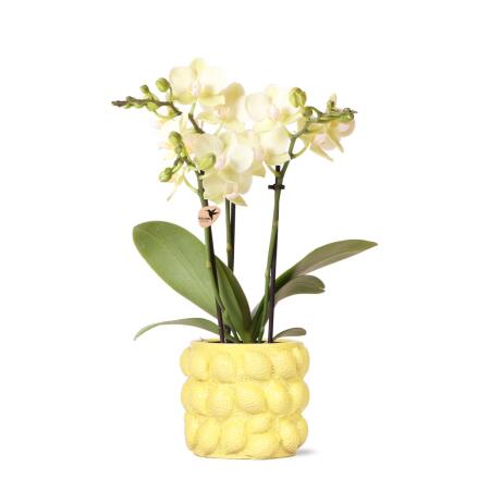 Kolibri Orchids - yellow Phalaenopsis orchid - Mexico - pot size 9cm - flowering houseplant - fresh from the grower