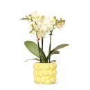 Kolibri Orchids - orchidée phalaenopsis jaune -...