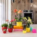 Kolibri Orchids gelbe Phalaenopsis-Orchidee Mexiko...
