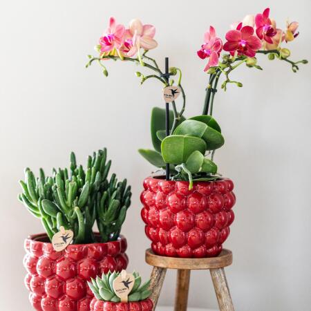 welcher dünger für zimmerpflanzen Zimmerpflanzen Flüssigdünger – Flora Boost Flüssigdünger für gesunde  Zimmerpflanzen main image 1
