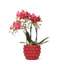 Kolibri Orchids - rote Phalaenopsis-Orchidee - Kongo + Beeren-Ziertopf - Topfgröße  9cm - 40cm hoch - blühende Zimmerpflanze