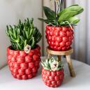 Kolibri Orchids - orchidée phalaenopsis rouge - Congo + pot décoratif à baies - taille de pot 9cm - hauteur 40cm - plante dintérieur fleurie