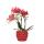 Kolibri Orchids - orchidée phalaenopsis rouge - Congo + pot décoratif à baies - taille de pot 9cm - hauteur 40cm - plante dintérieur fleurie