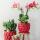 Kolibri Orchids - orchidée phalaenopsis rouge - Congo + pot décoratif à baies - taille de pot 9cm - hauteur 40cm - plante dintérieur fleurie