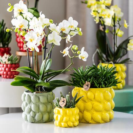 Kolibri Orchids - yellow Phalaenopsis orchid - Mexico + citrus orname
