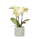 Kolibri Orchids - orchidée phalaenopsis jaune - Mexique + pot décoratif vert citrus - taille de pot 9cm - hauteur 40cm - plante dintérieur fleurie