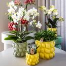 Kolibri Orchids - gelbe Phalaenopsis-Orchidee - Mexiko + Citrus-Ziertopf grün - Topfgröße 9cm - 40cm hoch - blühende Zimmerpflanze