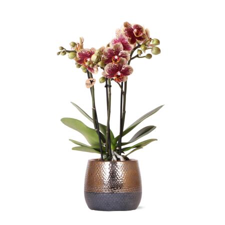 Kolibri Orchids - yellow red Phalaenopsis orchid - Spain + Elite decorative copper pot - pot size 9cm - 40cm high