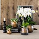 Kolibri Orchids - yellow red Phalaenopsis orchid - Spain + Elite decorative copper pot - pot size 9cm - 40cm high