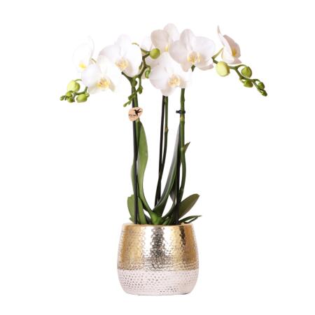 Kolibri Orchids - weiße Phalaenopsis Orchidee - Amabilis + Elite Topf Gold - Topfgröße 9cm - 40cm hoch - blühende Zimmerpflanze