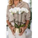 Kolibri Orchids weiße Phalaenopsis Orchidee Amabilis + Elite Topf Gold Topfgröße 9cm 40cm hoch blühende Zimmerpflanze