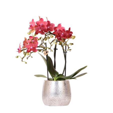 Kolibri Orchids - rote Phalaenopsis Orchidee - Congo + Elite Topf silber - Topfgröße 9cm - 40cm hoch - blühende Zimmerpflanze