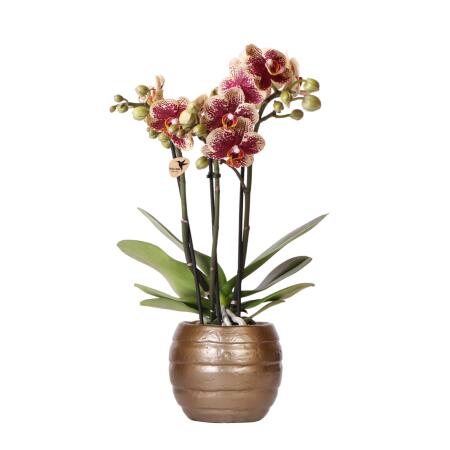 Kolibri Orchideen Gelbe rote Phalaenopsis-Orchidee Spanien Topfgröße 9cm blühende Zimmerpflanze frisch vom Züchter