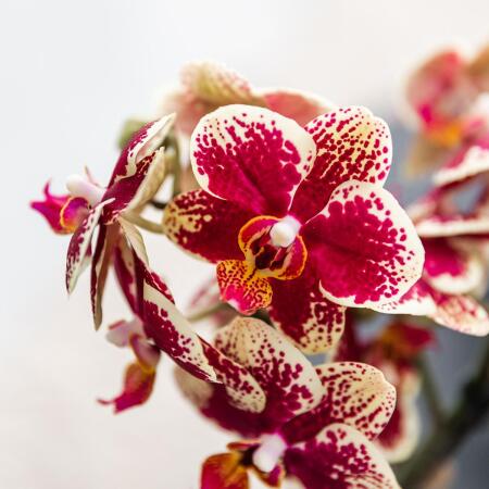コリブリ(赤) COLIBRI™ Bright Red - Danziger