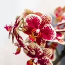 Kolibri Orchideen Gelbe rote Phalaenopsis-Orchidee...
