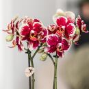 Kolibri Orchideen Gelbe rote Phalaenopsis-Orchidee Spanien Topfgröße 9cm blühende Zimmerpflanze frisch vom Züchter