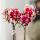 Kolibri Orchideen Gelbe rote Phalaenopsis-Orchidee Spanien Topfgröße 9cm blühende Zimmerpflanze frisch vom Züchter