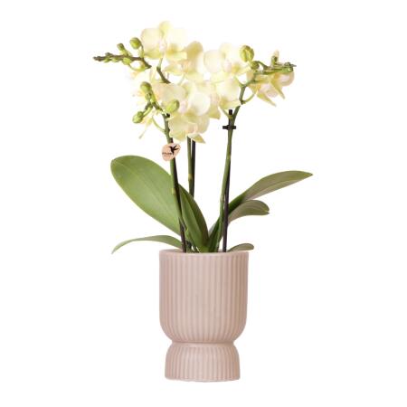 Kolibri Orchideen - gelbe Phalaenopsis-Orchidee - Mexiko - Topfgröße 9cm - blühende Zimmerpflanze - frisch vom Züchter