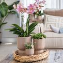 Kolibri Orchideen gelbe Phalaenopsis-Orchidee Mexiko...