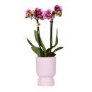 Kolibri Orchids - orchidée Phalaenopsis rose lilas - El Salvador + Diabolo rose - taille de pot 9cm - plante dintérieur à fleurs - fraîchement obtenue chez lhorticulteur