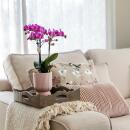 Kolibri Orchids rosa lila Phalaenopsis Orchidee El...
