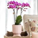 Kolibri Orchids - orchidée Phalaenopsis rose lilas - El Salvador + Diabolo rose - taille de pot 9cm - plante dintérieur à fleurs - fraîchement obtenue chez lhorticulteur