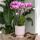 Kolibri Orchids rosa lila Phalaenopsis Orchidee El Salvador + Diabolo pink Topfgröße 9cm blühende Zimmerpflanze frisch vom Züchter