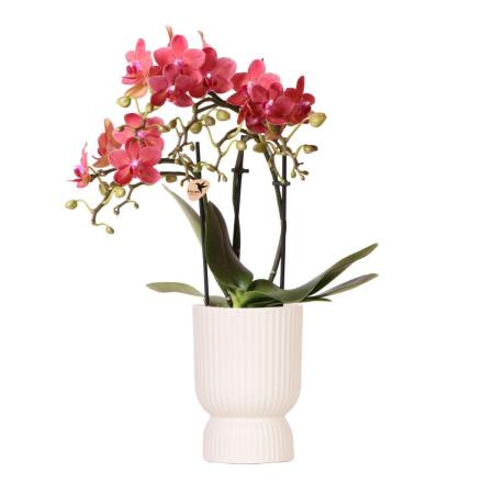 Kolibri Orchids - orchidée Phalaenopsis rose lilas - El Salvador + Diabolo travertine - taille de pot 9cm - plante dintérieur à fleurs