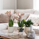 Kolibri Orchids rosa lila Phalaenopsis Orchidee El...