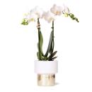 Kolibri Orchids - weiße Phalaenopsis Orchidee - Amabilis + Elite Topf Gold - Topfgröße 9cm - 35cm hoch - blühende Zimmerpflanze