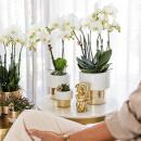 Kolibri Orchids - weiße Phalaenopsis Orchidee - Amabilis + Elite Topf Gold - Topfgröße 9cm - 35cm hoch - blühende Zimmerpflanze