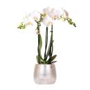 Kolibri Orchids - white Phalaenopsis orchid - Amabilis +...