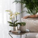 Kolibri Orchids - white Phalaenopsis orchid - Amabilis + Elite pot silver- pot size 9cm - 35cm high - flowering houseplant