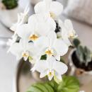 Kolibri Orchids - white Phalaenopsis orchid - Amabilis + Elite pot silver- pot size 9cm - 35cm high - flowering houseplant