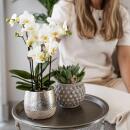 Kolibri Orchids - white Phalaenopsis orchid - Amabilis + Elite pot silver- pot size 9cm - 35cm high - flowering houseplant