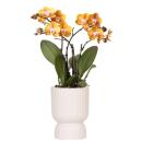 Planter "Diabolo" - classic shape - delicate pastel colors - travertine-cream - suitable for 12cm pots