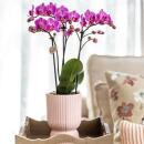 Planter "Diabolo" - classic shape - delicate pastel colors - travertine-cream - suitable for 12cm pots