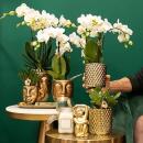 Planter "Face" - shape of a delicate harmonious face - gold and white - suitable for 6cm, 9cm and 12cm pots