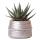 Cache-pot "Groove" - cool et groovy - aspect précieux - argent - adapté aux pots de 6cm
