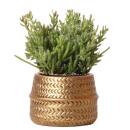 Übertopf "Groove" - cool und groovy - kostbare Optik - Gold - passend für 6cm Töpfe