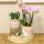 Cache-pot "Vintage Bowl" - céramique rose ou blanche - adapté aux pots de 6cm et 9cm