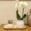 "Vintage Bowl" cachepot - ceramic in vintage look - white - suitable for 6cm pots