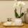 "Vintage Bowl" cachepot - ceramic in vintage look - white - suitable for 6cm pots