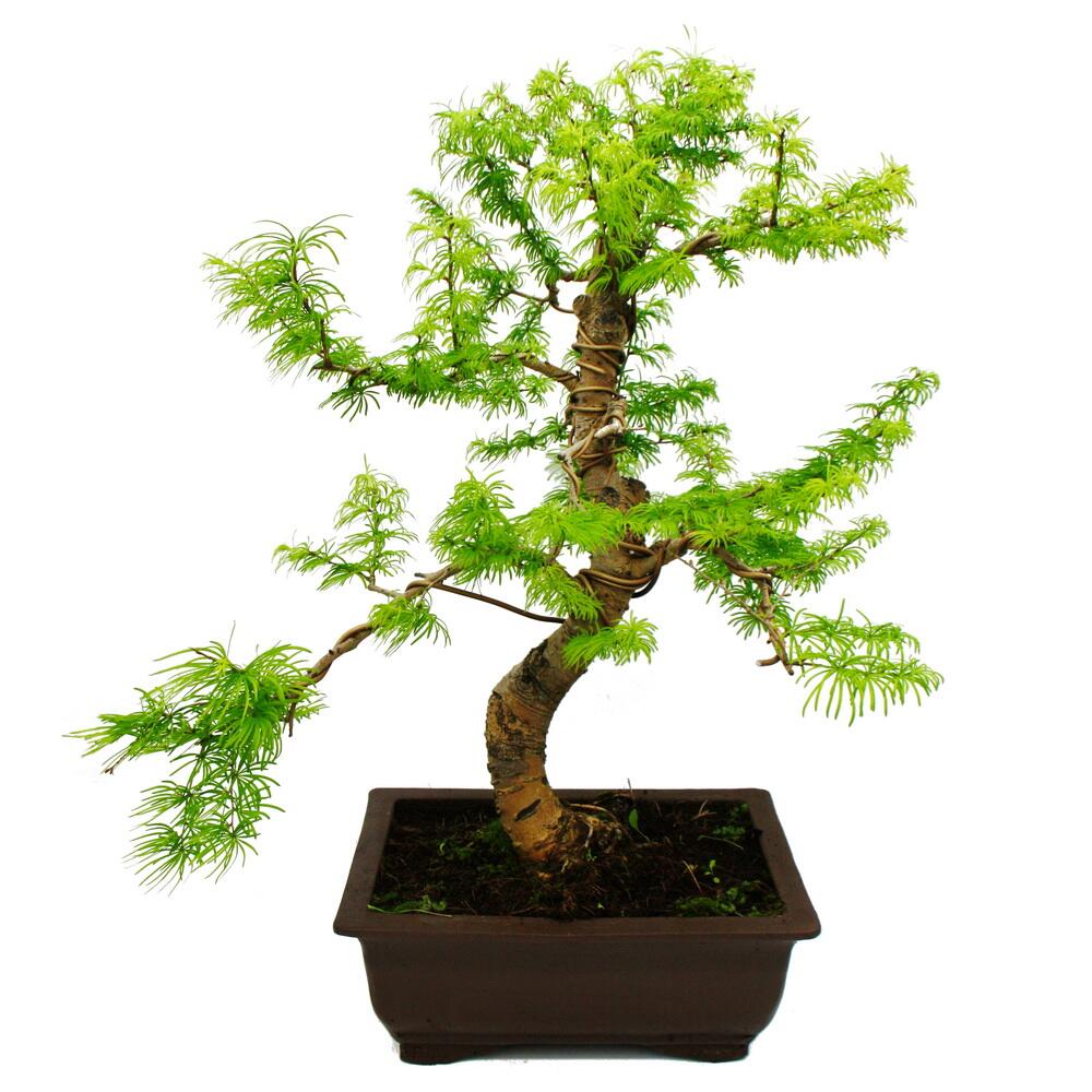 Outdoor-Bonsai Pseudolarix amabilis - Goldlrche oder Scheinlrche -
