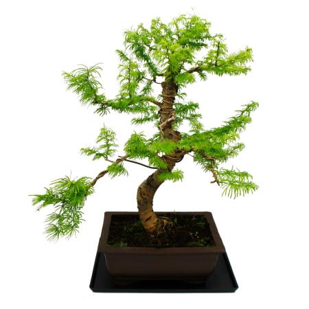 crab apple bonsai Tea Crabapple Bonsai Tree – Bella Bonsai Nursery main image 1