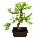 Outdoor bonsai Pseudolarix amabilis - Golden larch or...