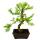 Outdoor bonsai Pseudolarix amabilis - Golden larch or false larch - Large solitary tree